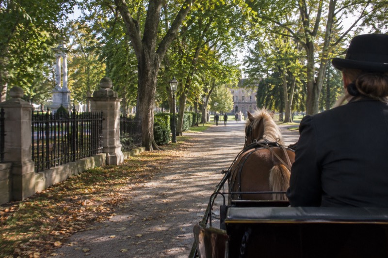45-Minute Horse-Drawn Carriage Tour