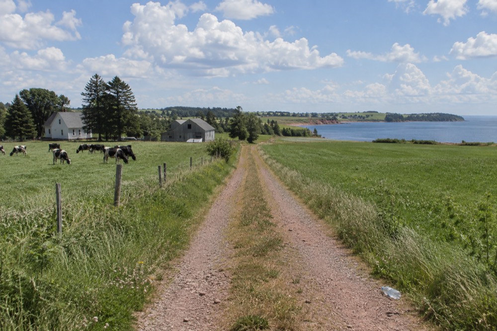 A stone dust cycling trail passing between green farm fields under a wide sky