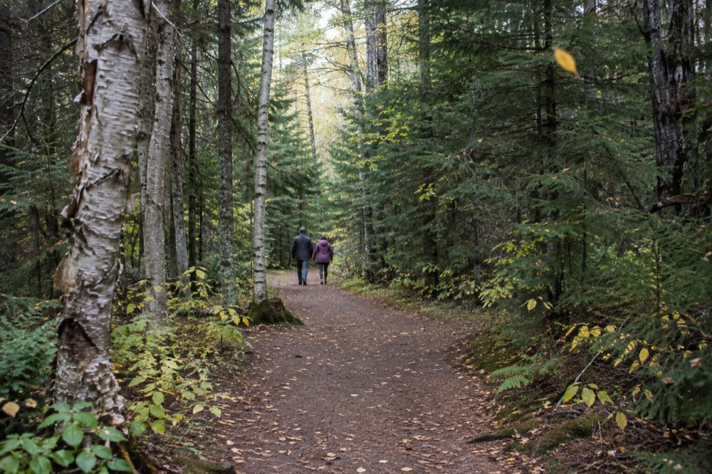 Wooded lane with a narrow dirt path between tall trees