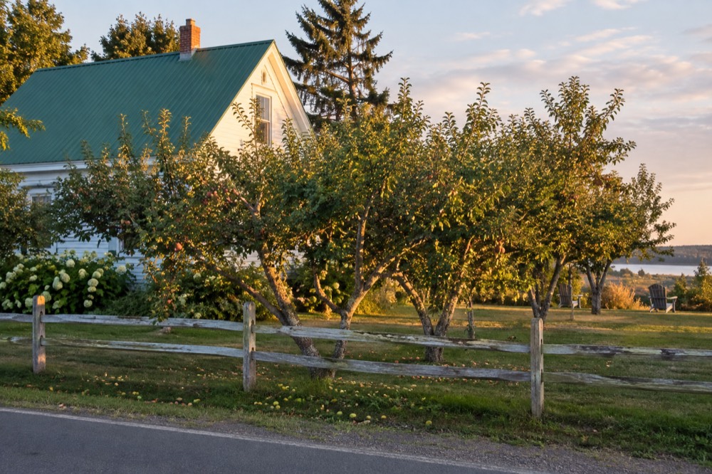 Green gabled roofline and orchard trees beside a quiet country road
