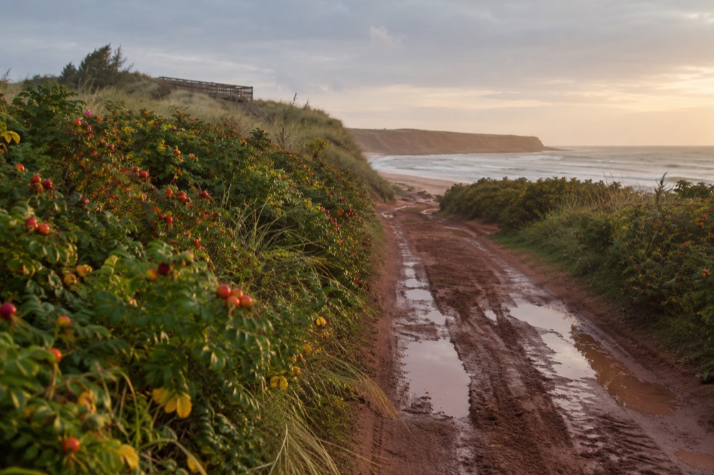 A red dirt lane running between green hedgerows toward the coast
