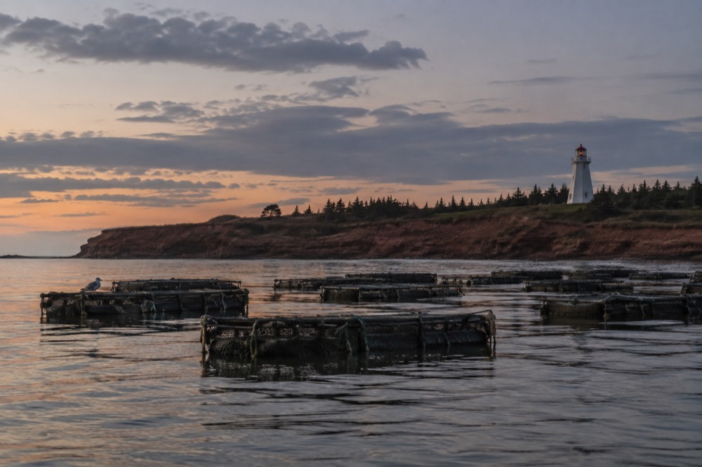 Rows of oyster cages floating in a calm Island bay