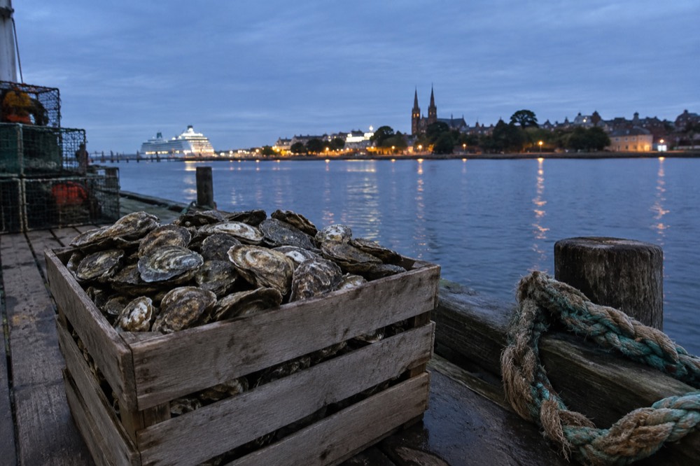 Harvested oysters in a wooden crate on a wharf at dusk