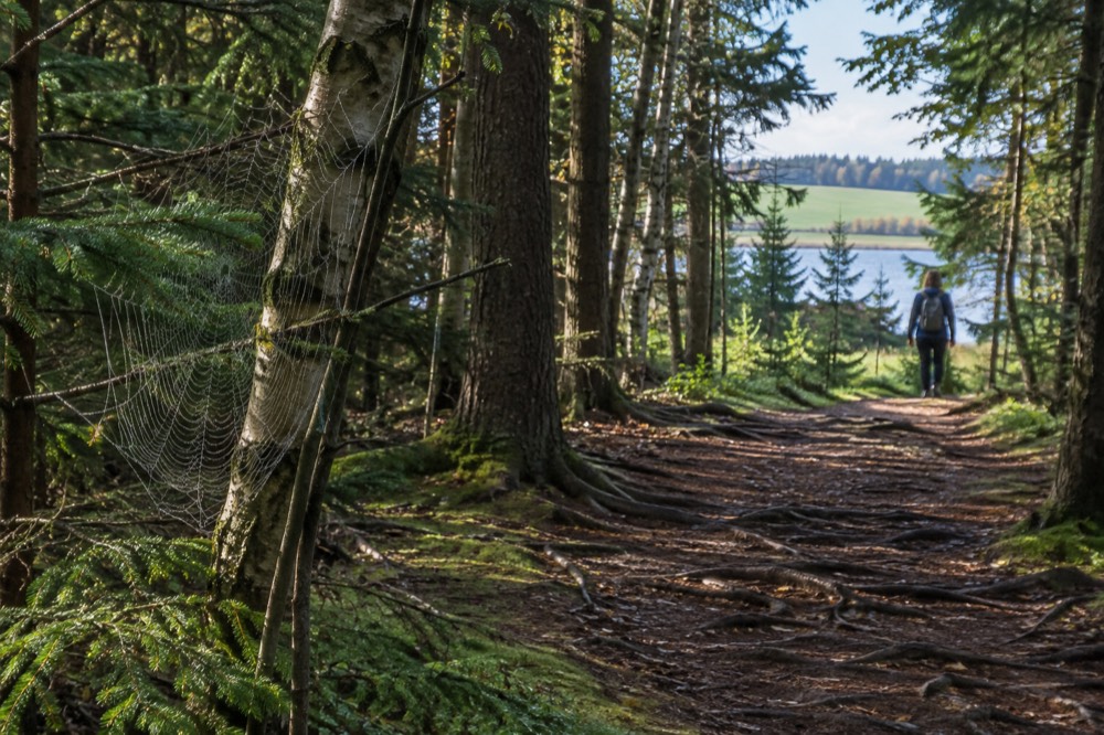 Wooded walking trail with dappled light between evergreen trees