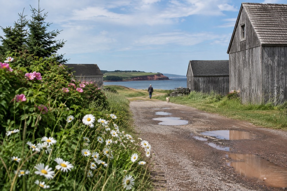 Country road lined with wildflowers leading toward farm buildings