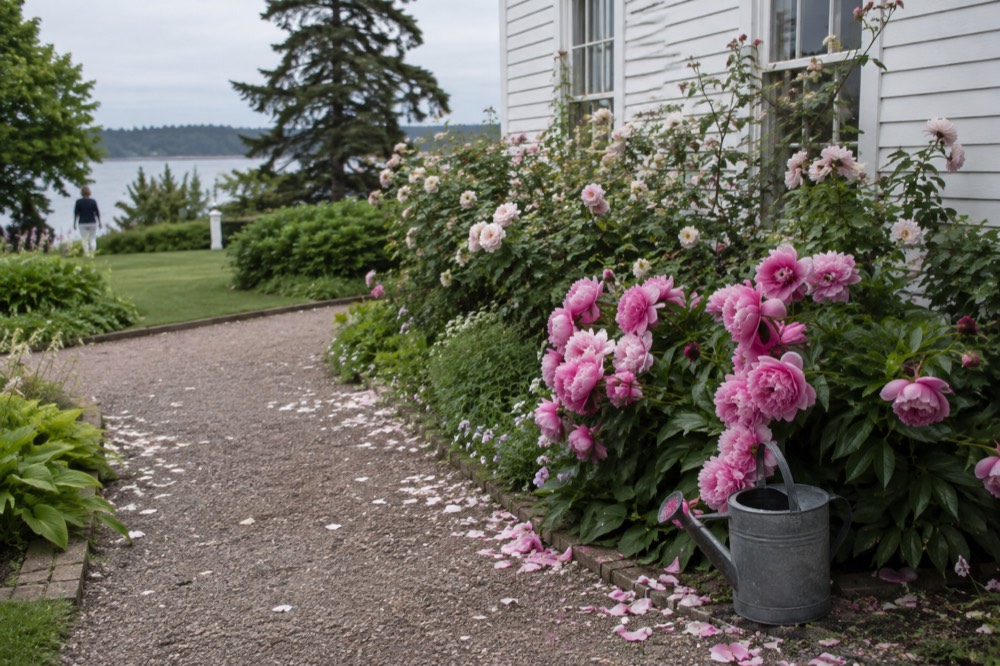 Gardens in bloom beside a white clapboard heritage building