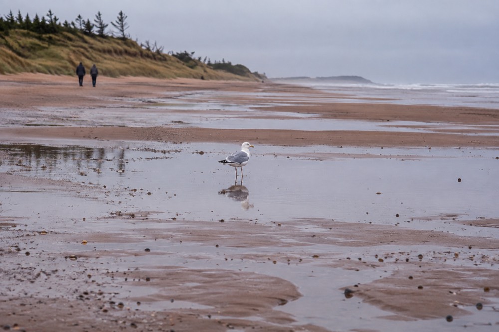 A quiet beach at low tide with sand flats and distant dunes