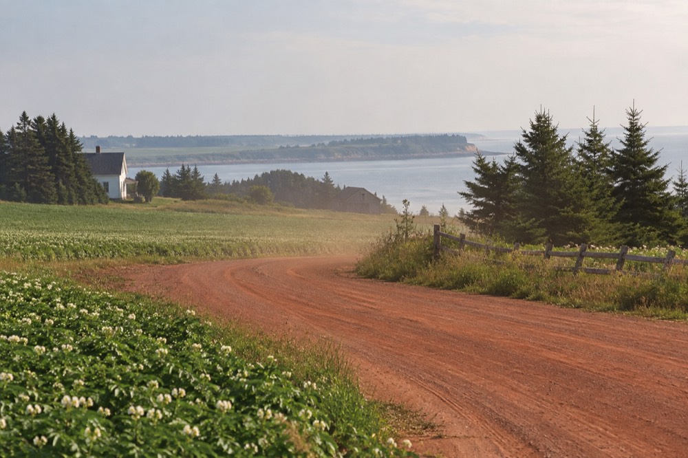 A quiet Island country road curving past green farm fields