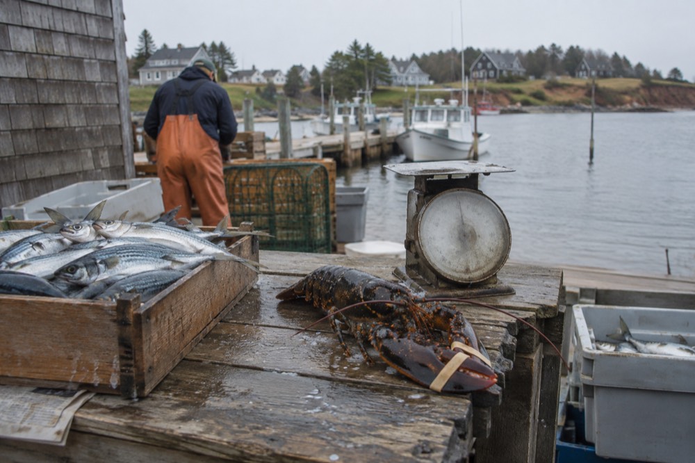 Fresh mackerel and lobster on a wooden table at a harbour market