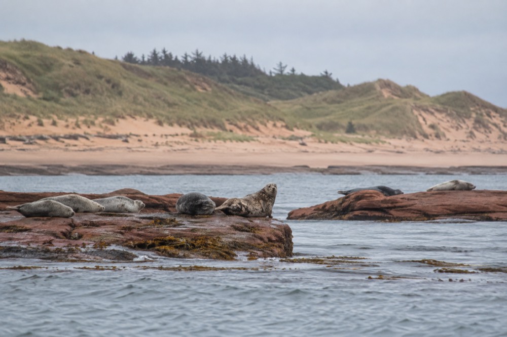 Seals resting on low rocky islets in calm grey water