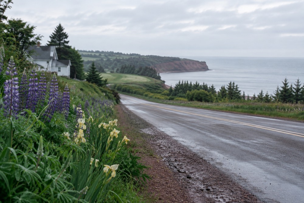 A quiet two-lane road lined with lupins running toward the coast