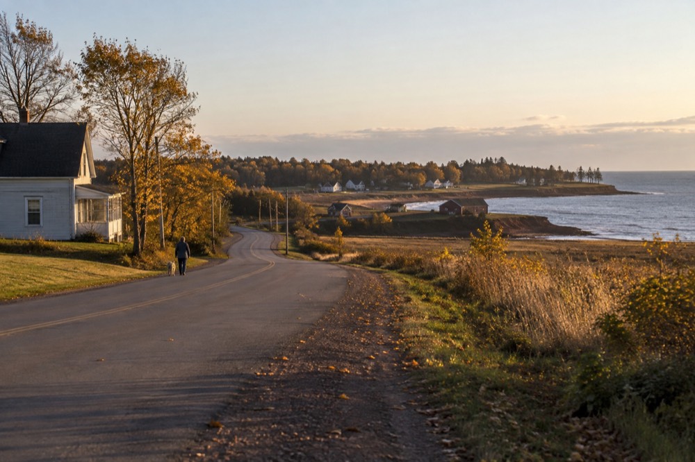 A quiet coastal road in autumn with golden fields beside it