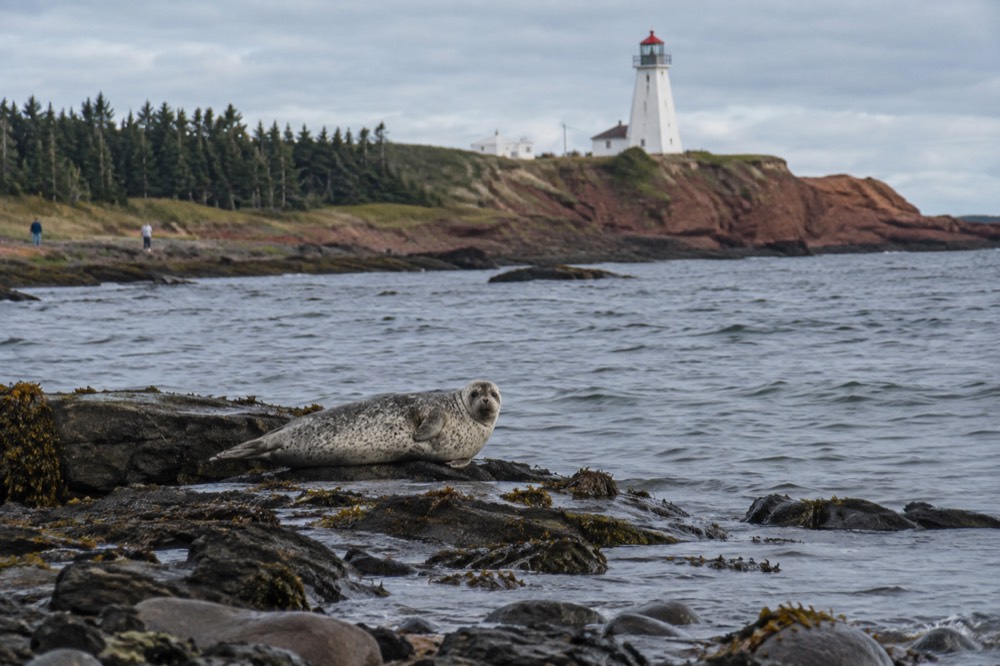 A harbour seal resting on a low rock ledge just above the waterline