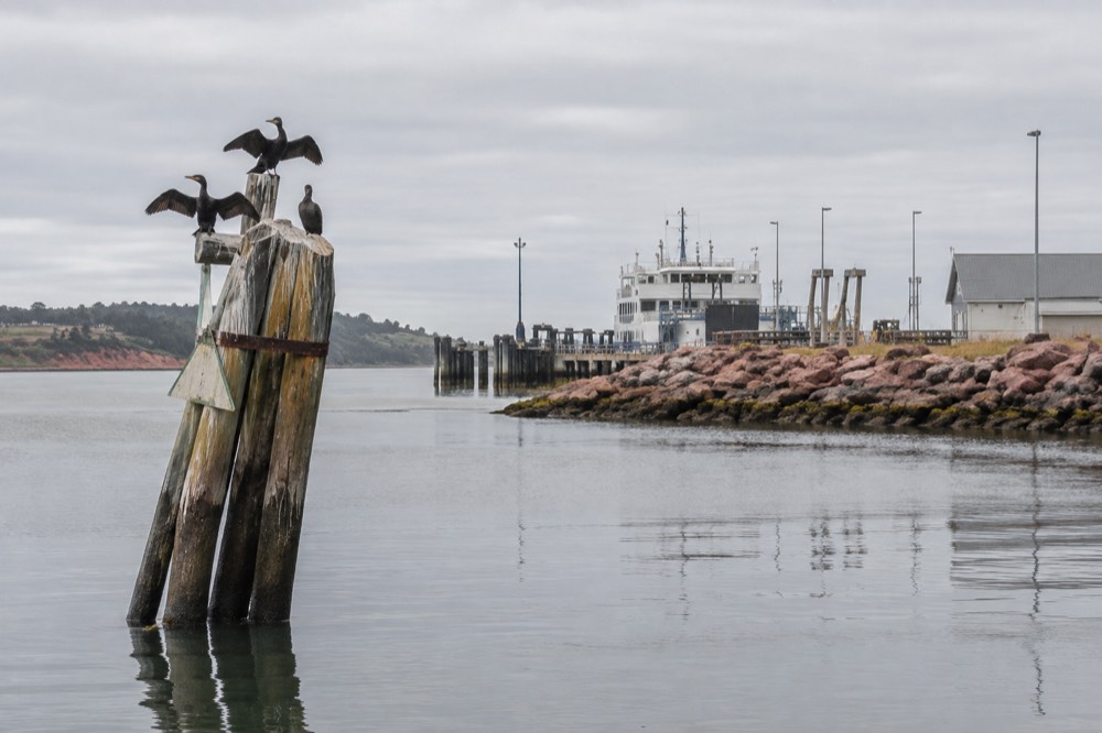 Cormorants perched with spread wings on a wooden channel marker in the harbour