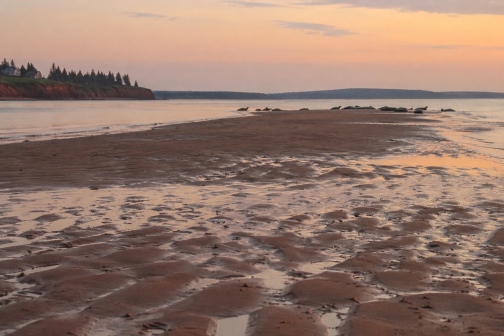 A long sandbar at low tide with dark shapes of resting seals in the distance