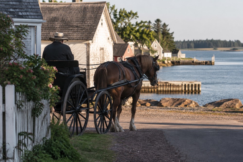 A horse-drawn carriage parked on a waterfront street