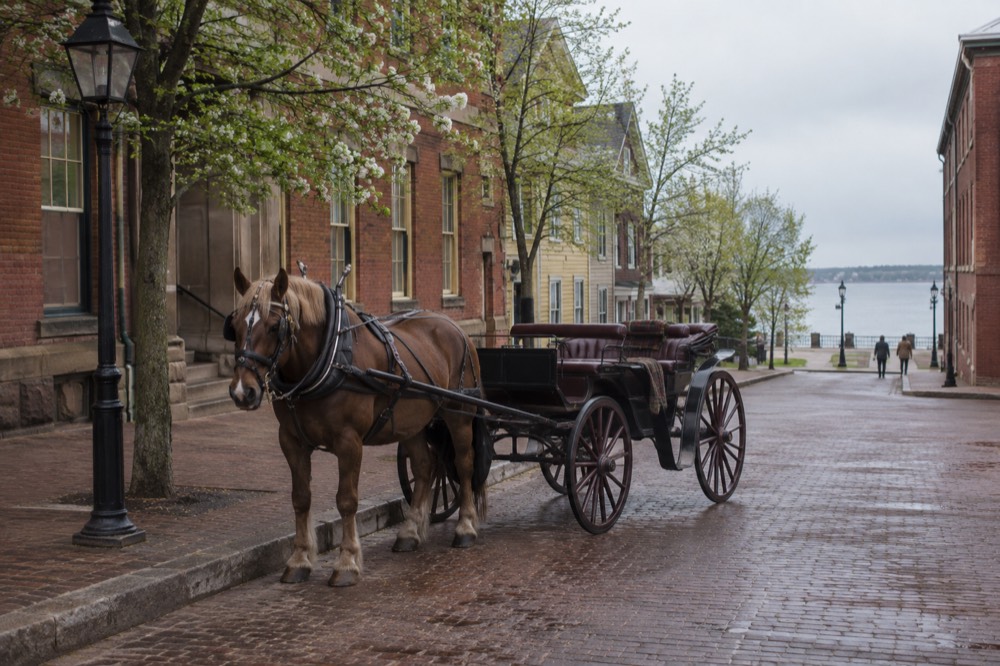 A horse-drawn carriage standing on a quiet waterfront street