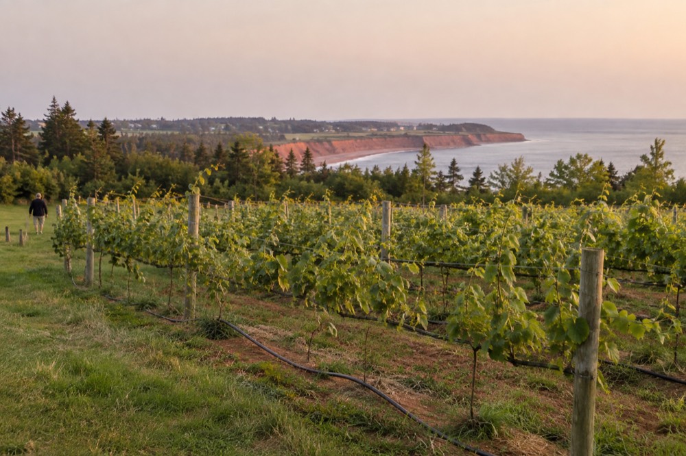 Rows of grapevines on a small farm field near a red-cliff coastline