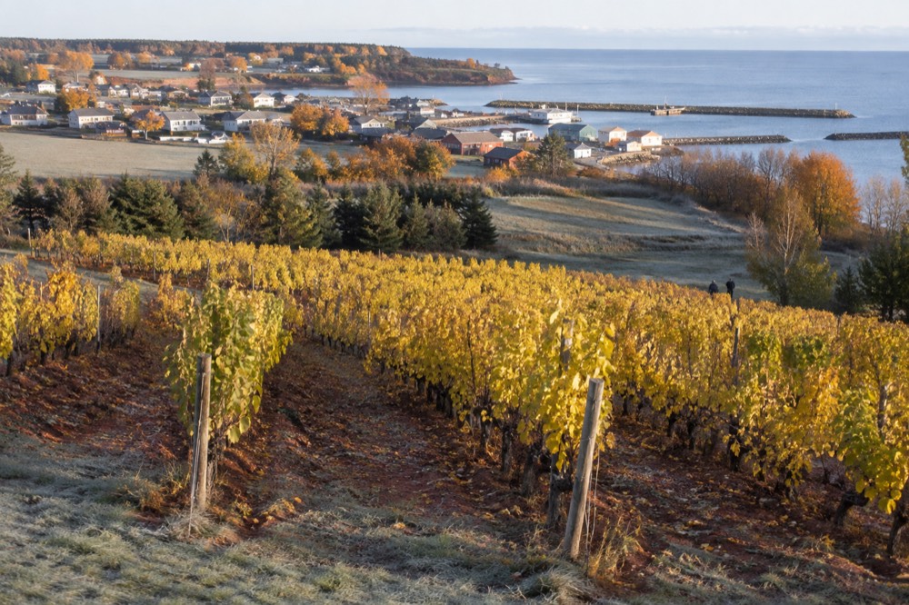 A harvest-season vineyard with rows of vines turning gold under an autumn sky